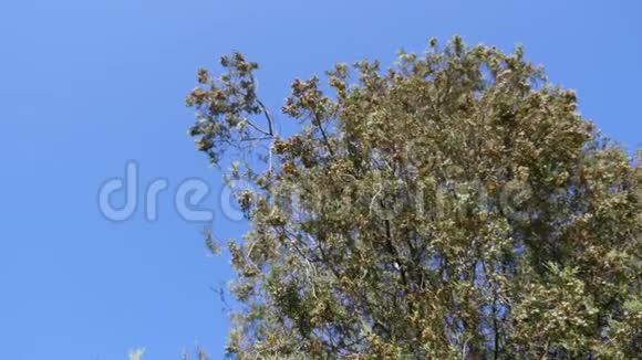 清新的榛树枝条在蓝天背景上随风摆动榛子视频的预览图
