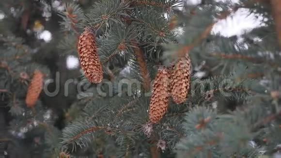 圣诞树上的松果冬季景观自然视频的预览图