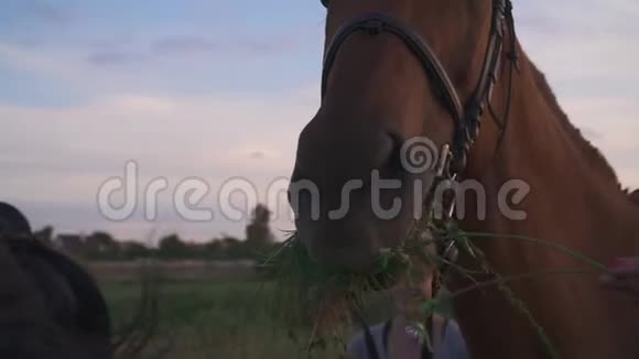手伸展咀嚼的马的草视频的预览图
