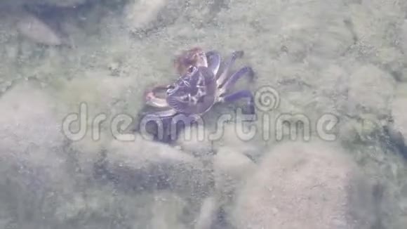 甲壳类淡水蟹藏视频的预览图
