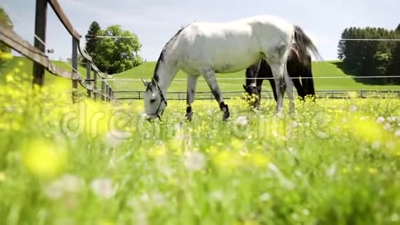 牧场上的白马草地上的绿草围栏围场里的蒲公英花视频的预览图
