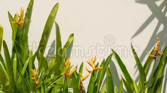 美丽的Strelitzia花生长在墙附近美丽的天堂鸟花生长在平原上白色的墙上视频的预览图
