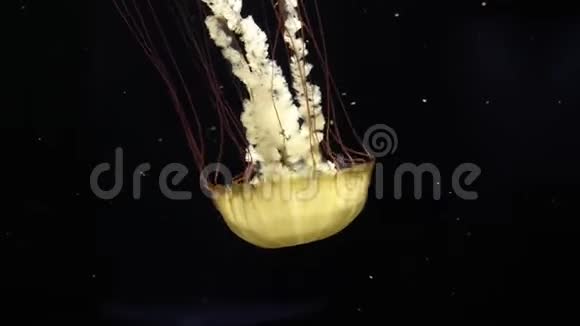 特写荧光发光水母在黑暗背景下游动视频的预览图