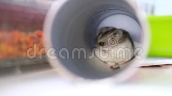 小津仓鼠坐在一个管子里就像在一个洞里一样把他的外套擦得很近宠物和动物食品的概念4k视频的预览图