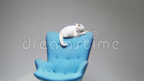 灯光房沙发靠背上可爱猫咪的动作视频的预览图