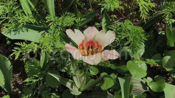 阳光明媚的一天白色美丽的百合花在花坛上视频的预览图