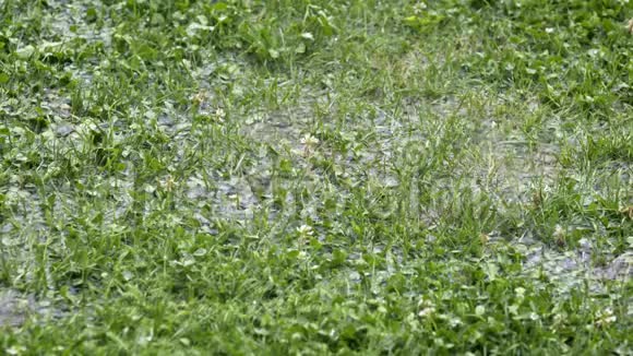 夏雨和风暴大水滴落在绿草上淹没地区视频的预览图