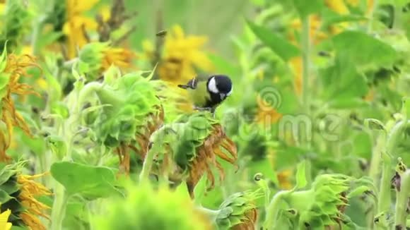向日葵种子领域的大山雀视频的预览图