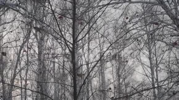 冬天的森林很多雪在没有树叶的前景树在雪中冬天的森林很多雪在前面视频的预览图
