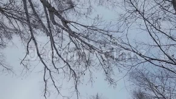 冬天的森林很多雪前景是有鸟巢的树梢没有树叶的树视频的预览图