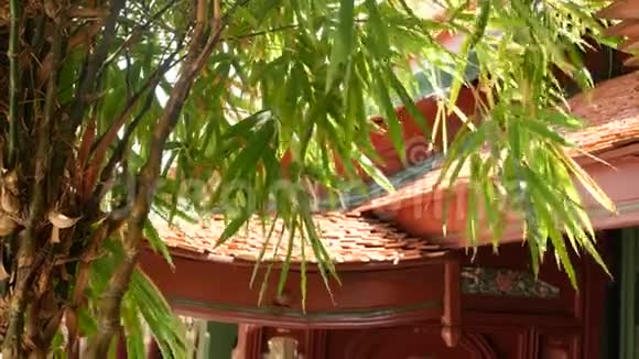 园树近东方寺楼晴天在传统观赏建筑附近生长的外来竹树视频的预览图