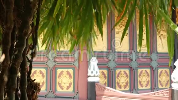 园树近东方寺楼晴天在传统观赏建筑附近生长的外来竹树视频的预览图