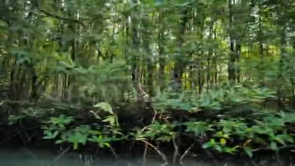 河口红树林保护海洋自然环境视频的预览图