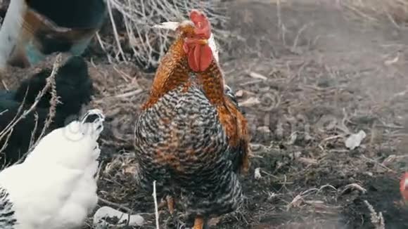 深秋或早春黑白农场鸡和美丽的大红头黑公鸡在干草中觅食视频的预览图