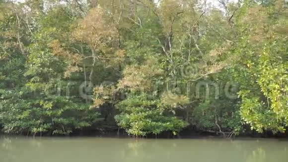 河口红树林保护海洋自然环境视频的预览图