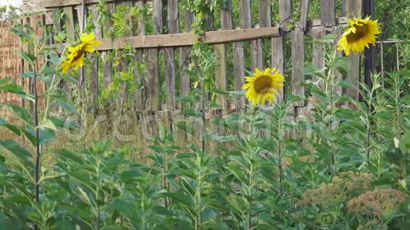 木栅栏附近盛开的向日葵视频的预览图