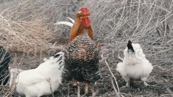 深秋或早春黑白农场鸡和美丽的大红头黑公鸡在干草中觅食视频的预览图