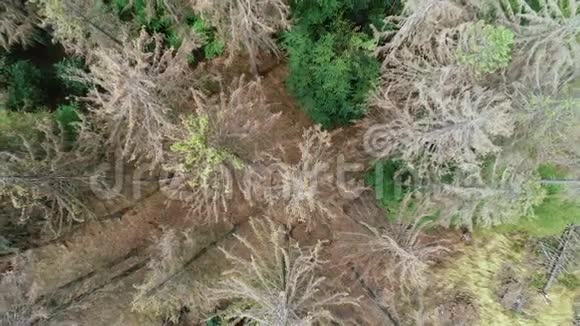 鸟瞰死树森林倒伏德国沃尔德斯特本视频的预览图