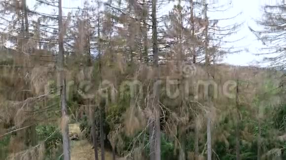 鸟瞰死树森林倒伏德国沃尔德斯特本视频的预览图