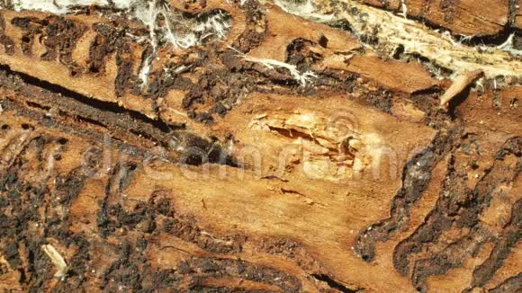 欧洲云杉对树皮甲虫害虫Ips进行了分类云杉和韧皮树受到欧洲云杉的侵扰和攻击使它们进入视频的预览图