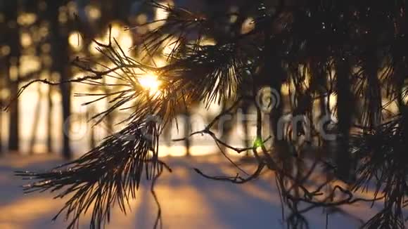 美丽的松枝在日落时迎风摆动雪在松枝上冬天的傍晚森林一个公园在阳光的背景下视频的预览图