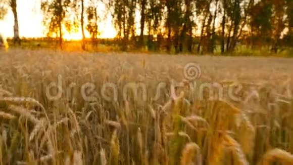 美丽的田野有黄色的小麦相机在运动视频的预览图