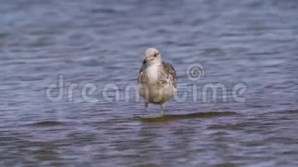 年轻的草原海鸥拉勒斯卡奇南站在浅水中清理羽毛视频的预览图