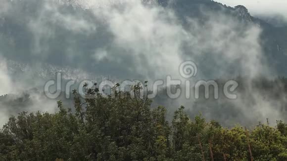 有雾的松林山雾霭笼罩山峦松树林在黄昏视频的预览图