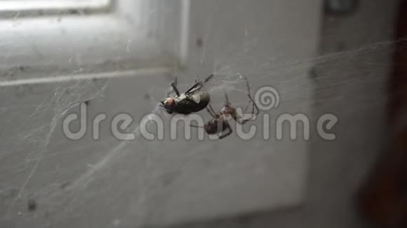 一只苍蝇缠在蜘蛛网上视频的预览图