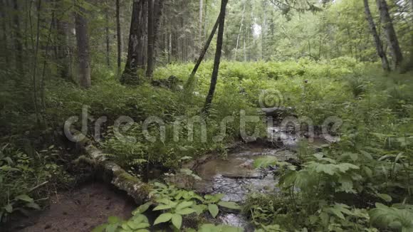 溪流的自然景观在夏季森林中流淌绿叶和许多飞虫库存录像这就是视频的预览图