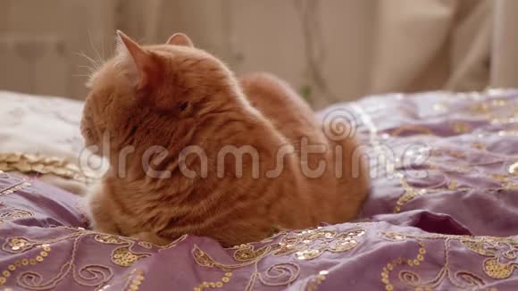 红英猫坐在床上转过头来视频的预览图
