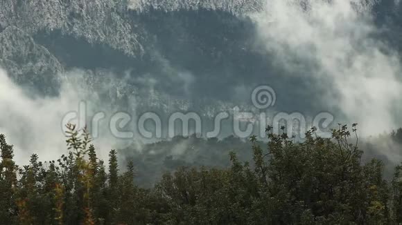 有雾的松林山雾霭笼罩山峦松树林在黄昏视频的预览图