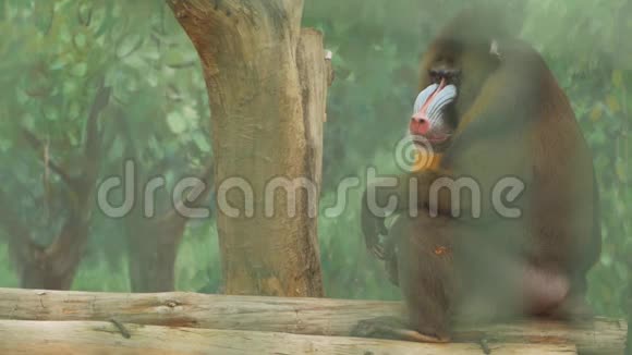 狒狒坐在木头树桩上视频的预览图