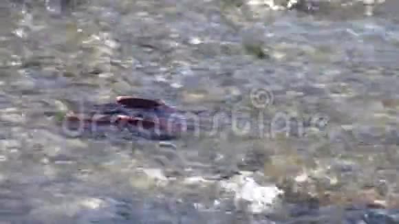 BC繁殖红眼鲑鱼4K超高清视频的预览图
