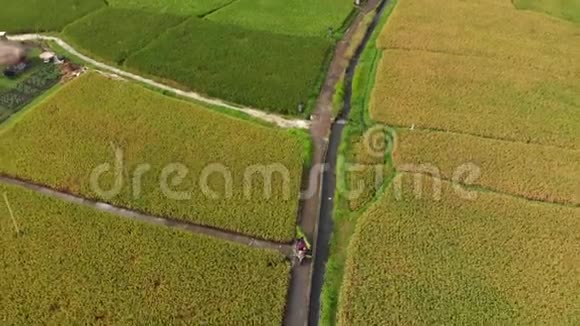 一个农民骑摩托车沿着一条大稻田中间的小路行驶的空中射击水稻作物概念视频的预览图