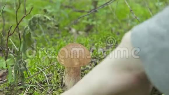 女孩在秋天的森林里采蘑菇视频的预览图