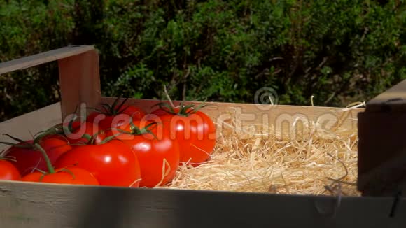 在木箱里收获西红柿视频的预览图