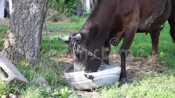 被困在链子上的黑牛吃大碗里的特殊饲料视频的预览图