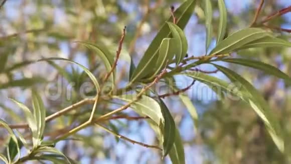 阳光下绿色夹竹桃枝树的近景视频的预览图
