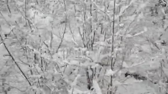 冬季森林中白雪皑皑的景色视频的预览图