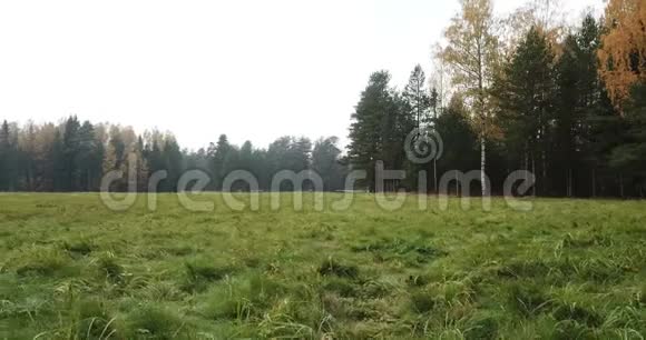 秋天的一天一片草地和一片背景上的树林多利射击视频的预览图