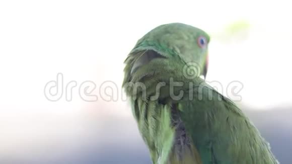 宠物绿鹦鹉坐在手上视频的预览图