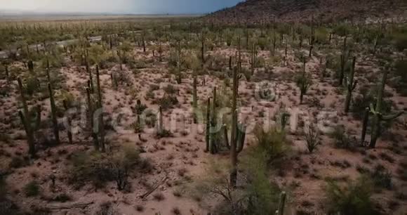 在美国亚利桑那州国家公园美丽的夏季沙漠中无人机在惊人的萨加罗仙人掌谷上空低空飞行视频的预览图