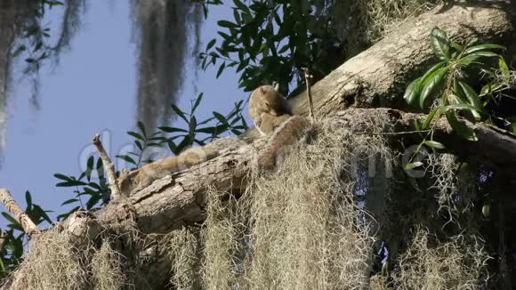 佛罗里达一棵树上的两只东灰色松鼠视频的预览图
