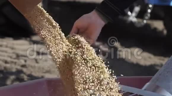 在拖拉机拖车中缓慢地卸载小麦以供播种视频的预览图