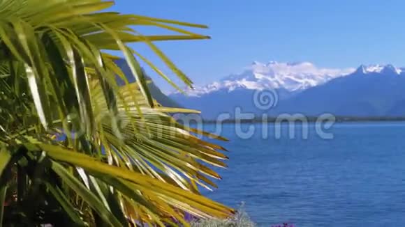 通过湖畔瑞士雪山阿尔卑斯山棕榈树的景观蒙特勒银行视频的预览图