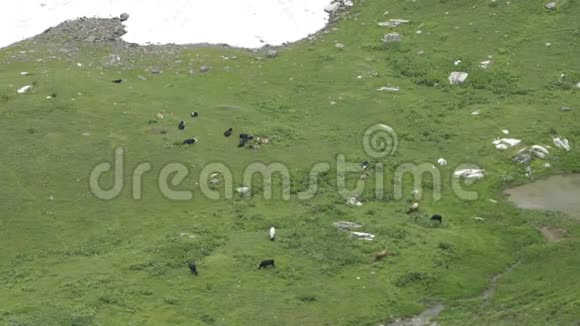 奶牛在高加索山的高山草甸上放牧生态概念美丽世界视频的预览图