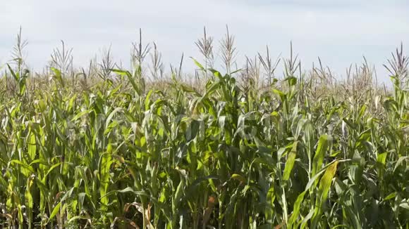 晴天的玉米田玉米种植生态农民有机园艺粮食作物生产视频的预览图