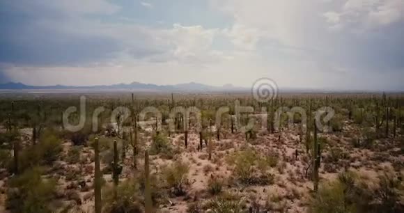 无人机低飞在美丽的仙人掌沙漠山谷皮卡沿着道路移动在亚利桑那州国家公园保护区视频的预览图