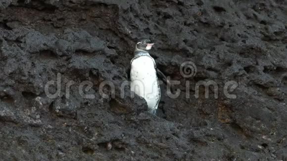 一只加拉帕戈斯企鹅拍打着伊斯拉巴托洛姆的翅膀视频的预览图